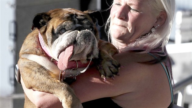 Titul nejošklivějšího psa letošního roku má právo nosit devítiletá fenka anglického buldoka Zsa Zsa.