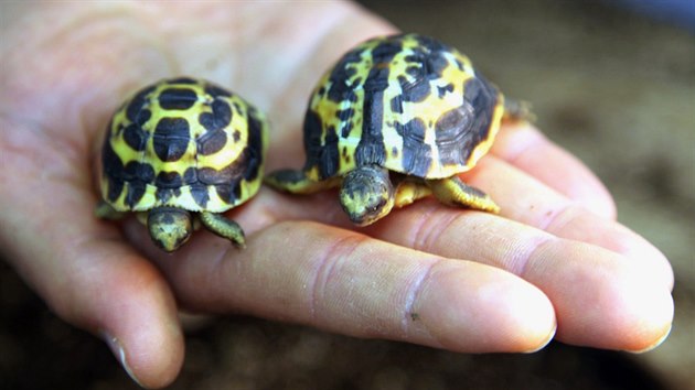 Brnnsk zoo se podail u druh spn odchov kriticky ohroen elvy pavoukovit. Mlata velice pomalu pibraj na vze, to losk se za rok zvtilo jen o pt milimetr na tyi centimetry a v deset gram.