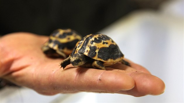 Brnnsk zoo se podail u druh spn odchov kriticky ohroen elvy pavoukovit. Mlata velice pomalu pibraj na vze, to losk se za rok zvtilo jen o pt milimetr na tyi centimetry a v deset gram.