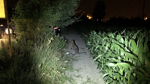 Zatoulan klokan Zuzak u Hradce Krlov (17.6.2018).