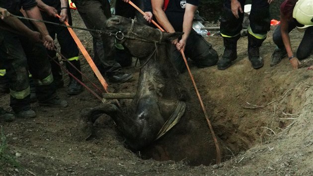 Pět jednotek středočeských hasičů zasahovalo při vyproštění koně z jámy v lese na Praze-západ. (20.6.2018)