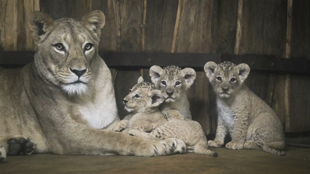 Lvice Tamika se svými trojčaty. Mláďata přišla na svět 12. května. (27. 6. 2018)