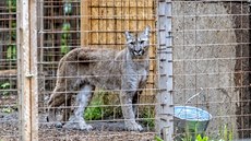 Ze zooparku ve Zvoli u Prahy utekla puma americká. Na snímku druhý chovaný...