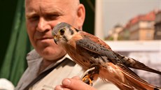 Do programu je za�azena i ukázka výcviku dravc�.