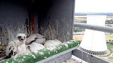 Mlá�ata z Elektrárny M�lník p�ed krou�kováním