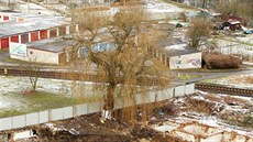 Tuhnická vrba v zimě 2015 při demolici depa.