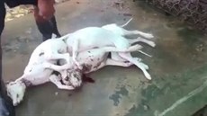 Video jen pro silné povahy: V Kambodi je stále normální vait psí maso