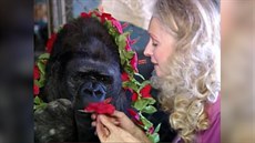 Ohlédnutí za ivotem Koko. Gorily, která umla znakovou e