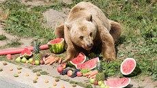 Ovoce patří k medvědovým nejoblíbenějším pochutinám. Naopak nemá rád zeleninu.
