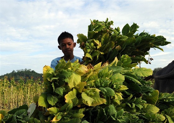 Na tabákových polích v chudých zemích pracuje čím dál více dětí.
