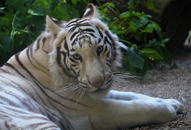 Éra populárních bílých tygrů v liberecké zoo končí. Zahrada hájí své rozhodnutí