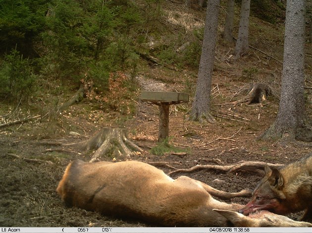 Fotopast umíst�ná u jednoho z krmelc� v Národním parku �eské �výcarsko...
