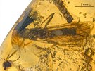 Nov objevené druhy fosilií ádu povatek, nazvané Rolling Stoneflies.