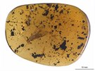 Nov objevené druhy fosilií ádu povatek, nazvané Rolling Stoneflies.