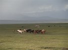 První kyrgyzské stádo koní a v pozadí dé s kroupami. Sary-Tash, Kyrgyzstán