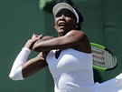 Americká tenistka Venus Williamsová v prvním kole Wimbledonu vyadila védku...