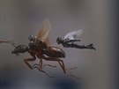 Zábr z filmu Ant-Man a Wasp