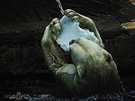 Tom Baumruk navtívil i expozici ledních medvd.
