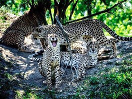 Vysmátý gepard