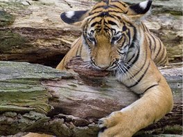 Eva Montanariová vyfotila tygra malajského.