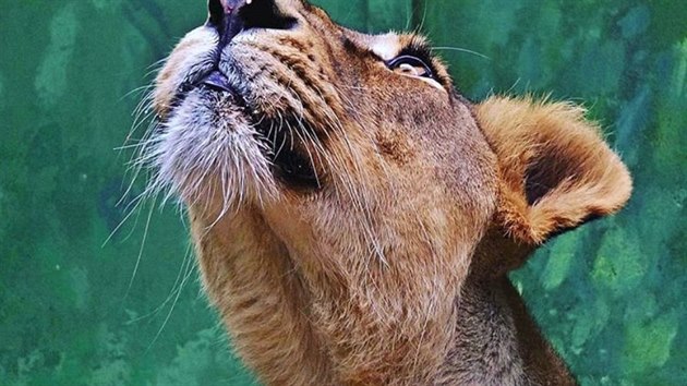 Sout byla odstartovna 1. ervna 2018 a zoo snmky sbr do konce srpna. Vtzn fotografie pak uke na vstav ve Vzdlvacm centru 28. z 2018. Tom Baumruk nabz napklad fotografii lvice.