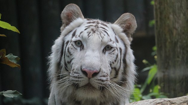 Bílý tygr Shankar.