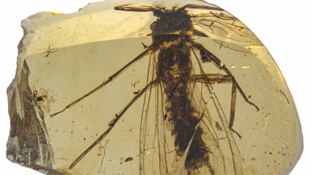 Nově objevené druhy fosilií řádu pošvatek, nazvané Rolling Stoneflies.