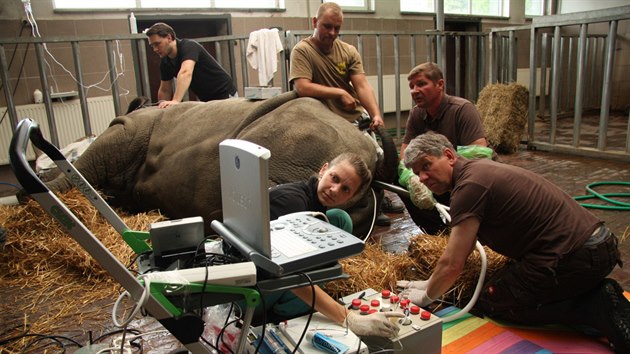 Odbr vajek - zatm zkuebn, tedy od samice nosoroce blho jinho. 