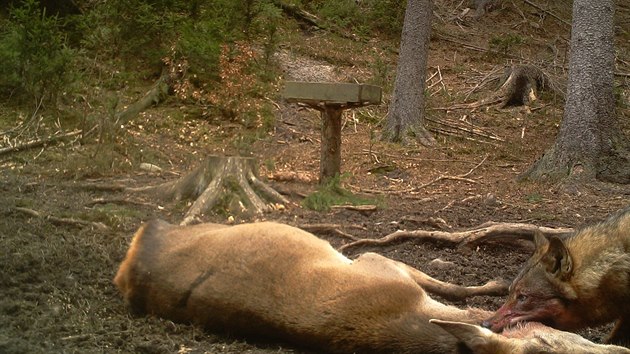 Fotopast umstn u jednoho z krmelc v Nrodnm parku esk vcarsko zachytila vlka pi stren lan.