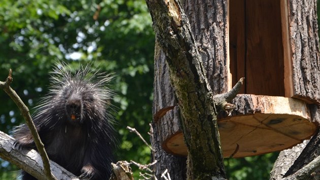 Uprchl urzon kanadsk je zpt v brnnsk zoo.