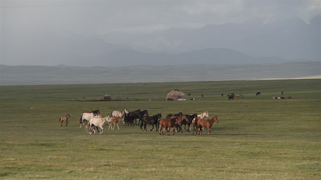 První kyrgyzské stádo koní a v pozadí déšť s kroupami. Sary-Tash, Kyrgyzstán