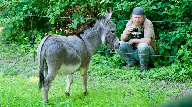 Zakrsl osel Willem je novm nvtvnickm tahkem zlnsk zoologick zahrady v Len.