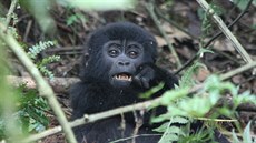 Gorila horská, mládě
