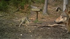 V Lužických horách se pohybují minimálně dva vlci. Důkazy o tom přinesly záběry...