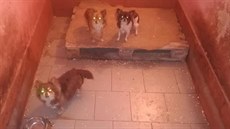 Pes edesát ps ijících v zápachu a pín nali ochránci zvíat v Podivín na Beclavsku. 