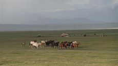 První kyrgyzské stádo koní a v pozadí dé s kroupami. Sary-Tash, Kyrgyzstán