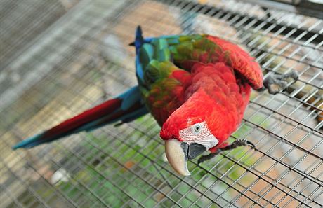 Jedinou evropskou papou zoo maj v Boovicch na Vykovsku manel krhkovi.
