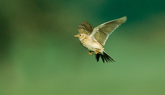 Skivan polní (Alauda arvensis)