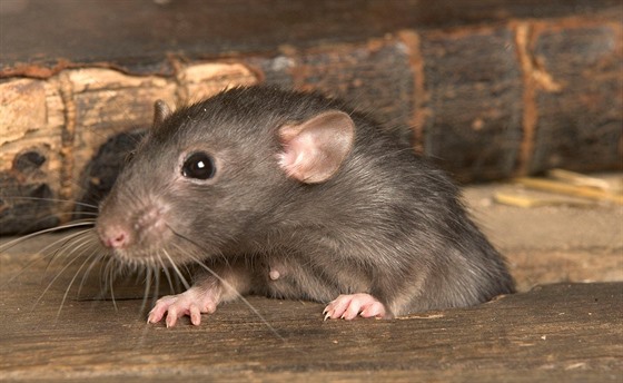 Hnědá krysa (Rattus norvegicus), ilustrační fotografie