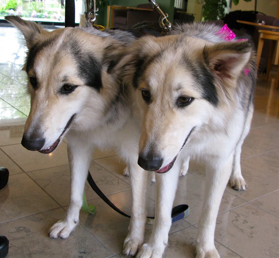Naklonovaní psi Mira a MissyToo. Jsou údajně prvními komerčně naklonovanými...