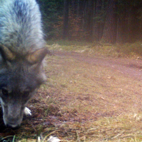 Že vlk potřebuje k životu liduprázdný les, je mýtus. Fotopasti budou...