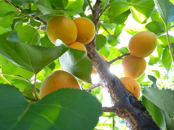Vysazení třešně a meruňky bylo prvním zahradnickým počinem manželů, kteří si...