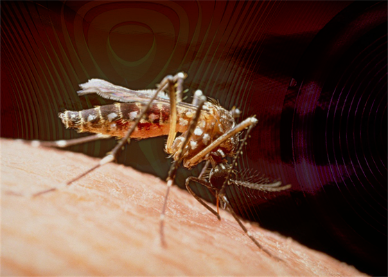 Nechají se komáři od své hostiny odradit ultrazvukem?