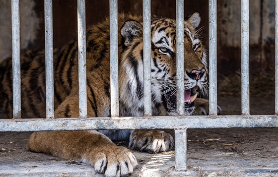 Dva tygi z Bioparku tít odletí do Turecka do zaízení pro pestárlé elmy. 