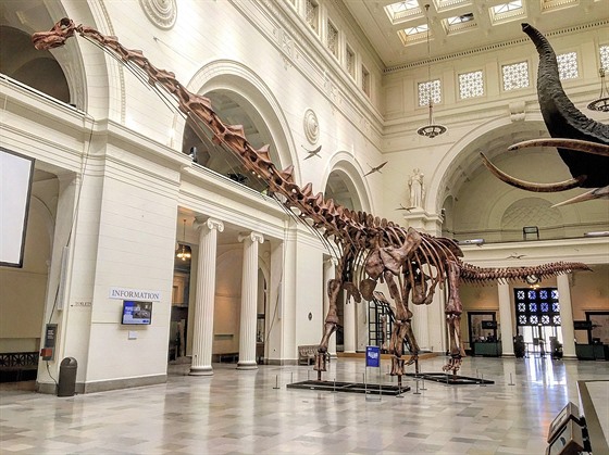 FMNH Patagotitan.jpg  S výjimkou obího plejtváka obrovského a dvou dalích...