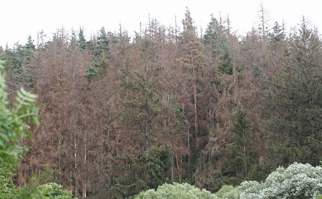 Tak vypadají nkteré stromy v lese u Bude na ársku.