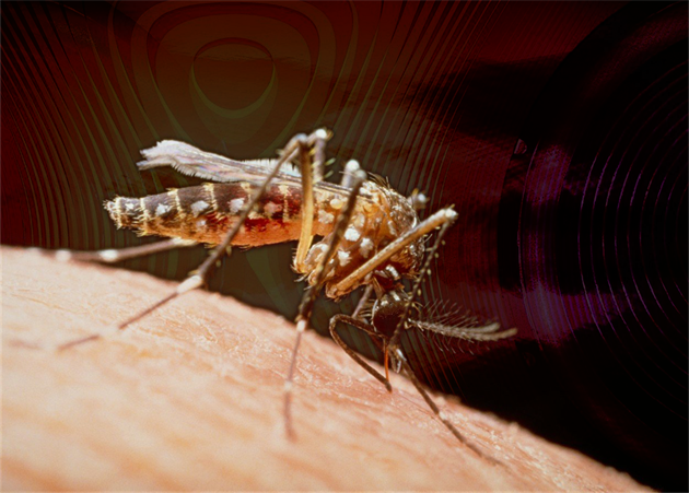 Nenechte si pít krev. Vědci zjistili, co ovlivňuje zájem komárů o vás