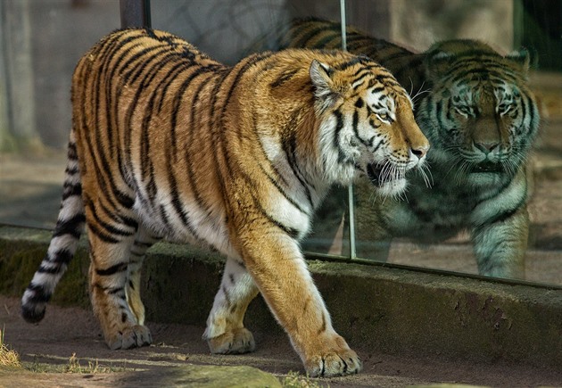 Tygi se ze dvorské zoo pesunou do USA (5. bezna 2015)