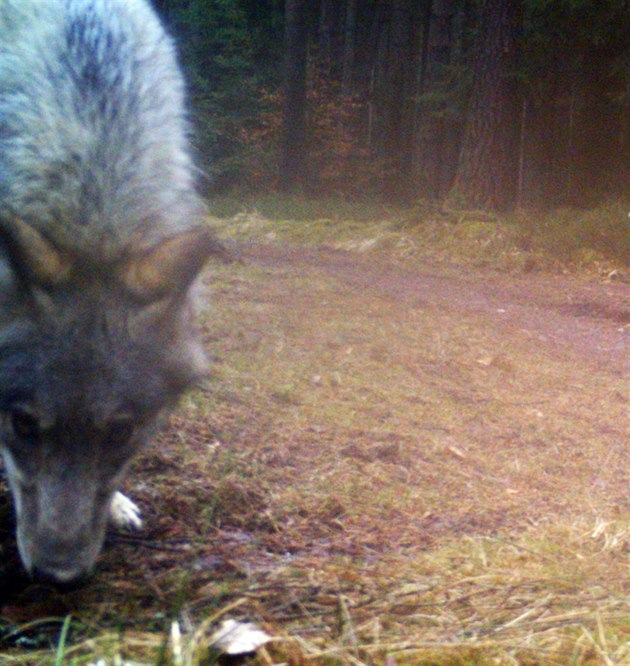e vlk potebuje k ivotu liduprázdný les, je mýtus. Fotopasti budou...