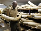 Správce Zimbabwského národního parku kontroluje slonovinu uvnit skladu v...